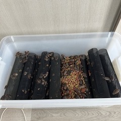 デュビア 爬虫類 餌用ゴキブリ【おまけ付き】