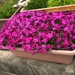 芝桜 ポット植えと抜いたもの 50円～200円