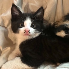 4匹兄弟で生まれた甘えん坊のハチワレにゃんこฅ•ω•ฅ - 板橋区