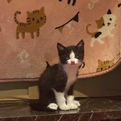 4匹兄弟で生まれた甘えん坊のハチワレにゃんこฅ•ω•ฅ - 猫