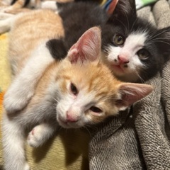 4匹兄弟で生まれた甘えん坊のハチワレにゃんこฅ•ω•ฅ - 里親募集