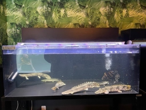 アクリル水槽 1200×600×450 ブラック4面 値下げしました⭕️