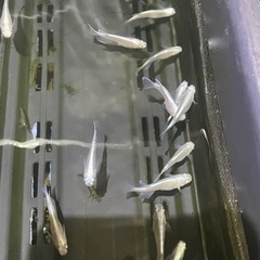 みゆきフルボディ