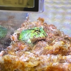 クラウンツノガエル