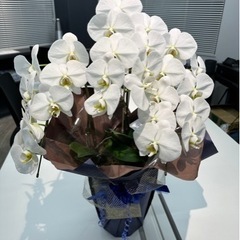 胡蝶蘭3