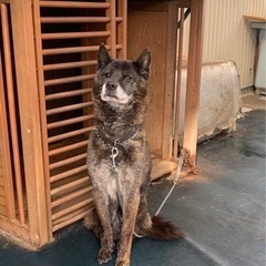 犬　甲斐犬　里親募集　引渡し場所は小牧市です！