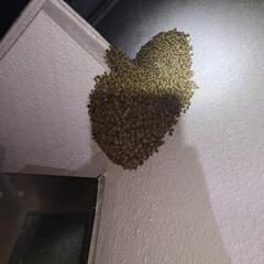 スズメバチハンター大募集の画像