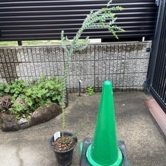 アカシア　三角葉　庭木　植木