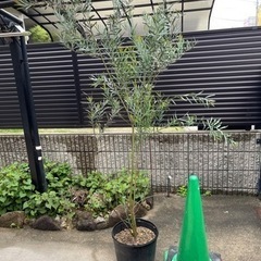 アカシア　ポートリンカーンワトル　庭木　植木