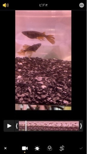 阿形　種親　1ペア