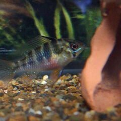 ラミレジィ１匹　熱帯魚