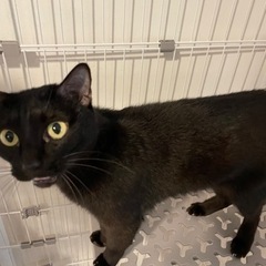 小さめな黒猫ちびくん