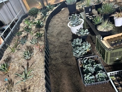 パリー　トランカータ✨