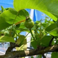 梨の摘果　若干名の画像