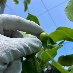 梨の摘果　若干名の画像