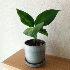 観葉植物　ディフェンバキア①　18cm　おしゃれな2号の鉢と受け皿付き