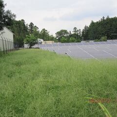 格安！激安！！除草作業引き受けます　埼玉県・群馬県・栃木県・茨城県