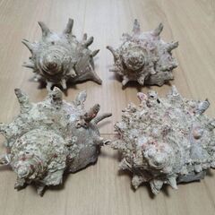 サザエの殻