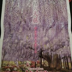 あしかがフラワーパーク　入園割引券　5月14日まで