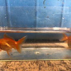 金魚　自家製　高品質