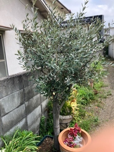 オリーブの木