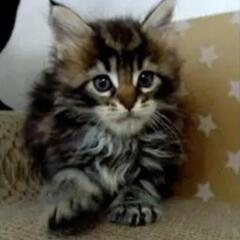 【終了】　メインクーンの子猫♀