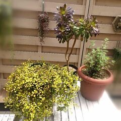 お庭整理中〜！②　黒法師大株他4点セット＋おまけ