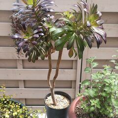 お庭整理中〜！②　黒法師大株他4点セット＋おまけの画像