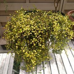 お庭整理中〜！②　黒法師大株他4点セット＋おまけの画像