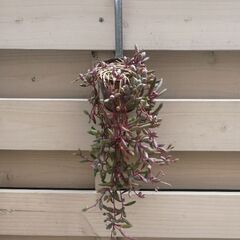 お庭整理中〜！②　黒法師大株他4点セット＋おまけの画像