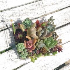 お庭整理中〜！②　黒法師大株他4点セット＋おまけの画像