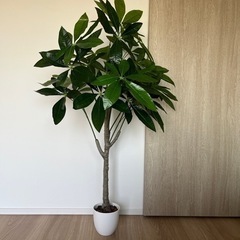 「決定済み」光触媒　観葉植物　パキラ
