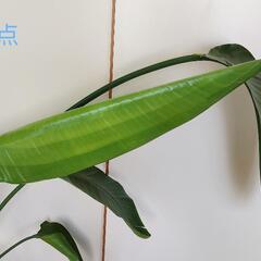 観葉植物 ストレリチア 130cmの画像