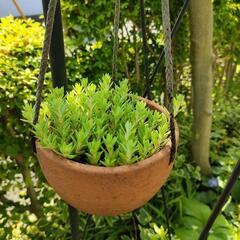 ガーデニング 多肉植物 吊り鉢