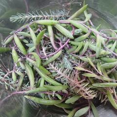 多肉植物
