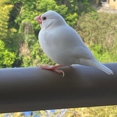 白い文鳥を探しています。
