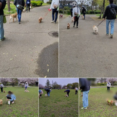 ◆ワンちゃんのグループレッスン・お散歩会サポートスタッフ募集◆