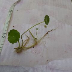 メダカにも🍀水草 ウォーターマッシュルーム🍄