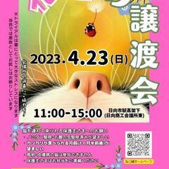 ねこ縁結びの会 譲渡会 ―日向市―