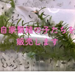 【完品のみ】ウーパールーパー マーブル 15cm以上 【手渡し可】 の画像