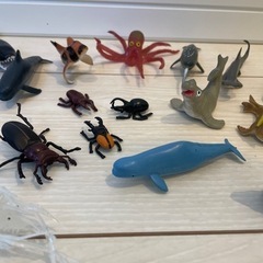 海の生き物 …時々クワガタの画像