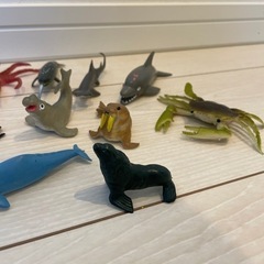 海の生き物 …時々クワガタの画像