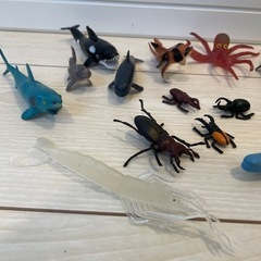 海の生き物 …時々クワガタ