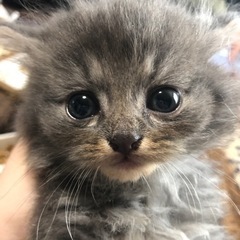 もふもふの可愛こ達です