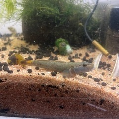 熱帯魚多数の画像