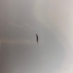 【ソフト2本付き】すぐに遊べるWiiセットの画像