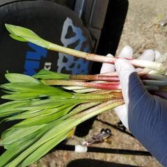 行者にんにく。