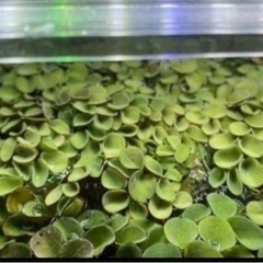 水草②