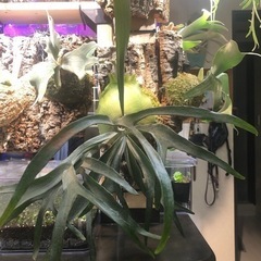 ビカクシダ　5種　追加　ちょっとだけ高価なのも