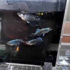 改良メダカ　カブキ×ジャパンブルーの有精卵15+a 